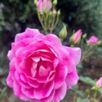 Liv Tyler Instagram - Admiring her pink