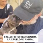 Liz Solari Instagram - Desde SINTIENTES celebramos este FALLO HISTÓRICO a favor de los animales. 🙌🏽🐾🇦🇷 El responsable de un criadero ilegal de perros fue llevado a juicio y condenado a ocho meses de prisión en suspenso por cometer actos de crueldad animal, sin sanción económica de ningún tipo. Reconocemos esta victoria como un GRAN paso en la dirección CORRECTA. Desde SINTIENTES trabajamos para introducir, modificar y mejorar las leyes de protección animal en Argentina y no frenaremos hasta cumplir nuestro objetivo. Gracias a @mpfcaba por su dedicado trabajo para frenar la crueldad animal y al Fiscal Carlos Rolero ¡Son un ejemplo Nacional! Y GRACIAS a @callejerocasaquiere @red4patas @adopcionesalrescate @melchorlez por involucrarse en este caso, protegerlos y ubicarlos. 🙏 ✍️ Te invitamos a firmar y compartir la petición de #LeySintientes en change.org/leysintientes para que todos los animales sean declarados sintientes y sujeto de derecho en Argentina. #Noticia #Argentina #Historico #MaltratoAnimal . SINTIENTES celebrates this HISTORIC TRIAL & RULING in favor of animals. 👏 For the first time in Argentina, the owner of an illegal puppy mill was charged with animal abuse and given an 8-month suspended sentence, with no economic penalties whatsoever. We believe this victory is a HUGE step in the RIGHT direction. SENTIENT is working to introduce, amend and improve animal protection laws in Argentina, and we will not stop till we achieve our goal. A big THANK YOU to @mpfcaba for your dedication and efforts to end animal cruelty. You are a national example! And also to @callejerocasaquiere @red4patas @adopcionesalrescate @melchorlez for stepping in and protecting animals once they have been rescued. 🙏 ✍️ Please, sign and share the #SentientLaw petition at change.org/leysintientes so that all animals are declared sentient and subject to law in Argentina. #News #Historic #AnimalAbuse #PuppyMills