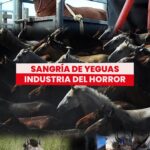 Liz Solari Instagram - ¿Sabías que miles de yeguas son torturadas a diario en granjas de sangre? 🩸 Desde SINTIENTES te contamos y mostramos cómo son sometidas y forzadas a prácticas crueles para extraerles una hormona que es comercializada globalmente. 💭 ¿Alguna vez escuchaste sobre esta práctica? ¿Conocías toda la crueldad que se esconde detrás de las granjas? 🎥 Si querés saber más sobre este tema, te invitamos a mirar CINCO CORAZONES en FLOW: un documental contra el maltrato de caballos en Argentina. ✍️ Por favor, firmá y compartí la petición de #LeySintientes en change.org/leysintientes para que todos los animales sean declarados sintientes y sujeto de derecho en Argentina. #SangriaDeYeguas #Caballos #SintienciaAnimal #DerechosAnimales . Did you know that thousands of mares are tortured every day in blood farms? 🩸 We will show you how they are the sad victims of forceful and cruel practices to extract from their blood a hormone that is sold globally. 💭 Were you familiar with this practice? Did you know the cruelty behind farms? 🎥 To learn more, watch CINCO CORAZONES, a documentary that exposes horse abuse in Argentina, available on FLOW. ✍️ Sign and share the #SentientLaw petition at change.org/leysintientes so that all animals are declared sentient and subject to law in Argentina. #HorseBloodFarm #Horses #AnimalSentience #AnimalRights