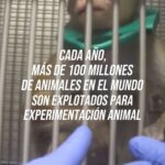 Liz Solari Instagram - 🇦🇷 ¡En Argentina la experimentación con animales con fines cosméticos todavía no está prohibida! El número actual a nivel mundial de animales explotados aún se desconoce porque pocos países recopilan y publican datos sobre esta cruel práctica. . Over 100 million animals are exploited annually for experimentation in laboratories worldwide. 🤚💔🐇 It is estimated that over 500,000 animals die each year solely for cosmetic testing. 💄🧴🐾 The current global number is still unknown due to limited data collection and publication on this cruel practice. 🇦🇷 In Argentina, animal experimentation for cosmetic purposes is still not prohibited! Make sure to buy cosmetics and cleaning products that are #cruelty-free and #vegan. ✍️ Sign and share our petition to declare animals as sentient beings and subject to law in Argentina. LINK IN BIO. Source: Cruelty Free International, Humane Society International, People for the Ethical Treatment of Animals - PETA) #LeySintientes #SentientLaw #StopTesting #CrueltyFree #AnimalTesting #AnimalRights #AnimalSentience