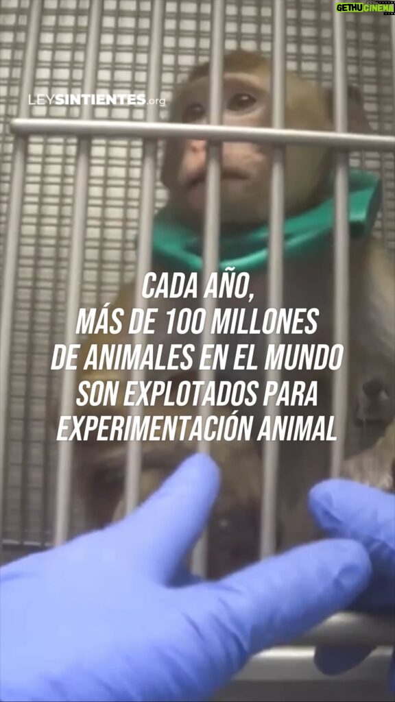 Liz Solari Instagram - 🇦🇷 ¡En Argentina la experimentación con animales con fines cosméticos todavía no está prohibida! El número actual a nivel mundial de animales explotados aún se desconoce porque pocos países recopilan y publican datos sobre esta cruel práctica. . Over 100 million animals are exploited annually for experimentation in laboratories worldwide. 🤚💔🐇 It is estimated that over 500,000 animals die each year solely for cosmetic testing. 💄🧴🐾 The current global number is still unknown due to limited data collection and publication on this cruel practice. 🇦🇷 In Argentina, animal experimentation for cosmetic purposes is still not prohibited! Make sure to buy cosmetics and cleaning products that are #cruelty-free and #vegan. ✍️ Sign and share our petition to declare animals as sentient beings and subject to law in Argentina. LINK IN BIO. Source: Cruelty Free International, Humane Society International, People for the Ethical Treatment of Animals - PETA) #LeySintientes #SentientLaw #StopTesting #CrueltyFree #AnimalTesting #AnimalRights #AnimalSentience