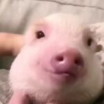 Liz Solari Instagram - Firmá nuestra petición en Bio para que los animales sean considerados Sintientes en Argentina. ✍️🐷👇🏽 • ¿Sabias que los cerdos recién nacidos se guían por la voz de su madre y reconocen su propio nombre desde las 2 semanas? • ¿Sabias que se comunican constantemente entre sí? • ¿Sabias que cuando están en grupo, se acurrucan uno cerca del otro y duermen nariz con nariz? ¿Sabias esto? Coméntanos que te parece 🙏🐾❤️ Video por @ani.nou 😍 • Did you know that newborn pigs follow their mother’s voice and recognize their own name since they are 2 week old? • Did you know they constantly communicate with each other? • Did you know that when they’re in a group, they curl up next to each other and sleep nose to nose? Did you know this? Share your thoughts with us 🙏🐾❤️ #leysintientes #sentientlaw #derechosanimales #cerdos #pigs