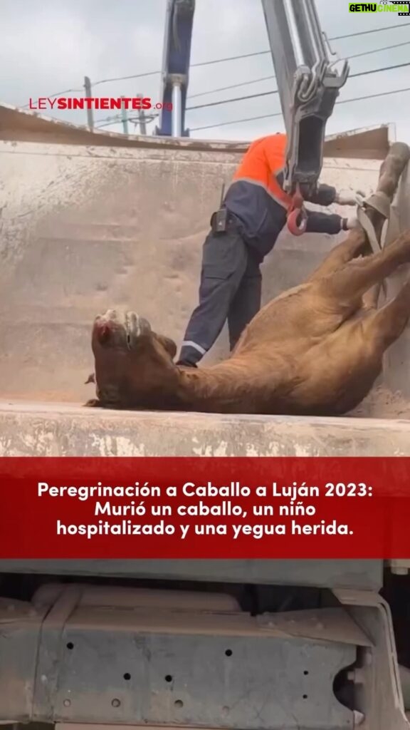 Liz Solari Instagram - La Peregrinación a Caballo a Luján sigue acumulando casos de muertes y explotación animal en nombre de la tradición. ✊ SINTIENTES estuvo presente en el Congreso de la Nación Argentina demandando a los legisladores que hagan su parte para terminar con el maltrato animal y prohíban la tracción a sangre en todo el territorio. 🇦🇷 ✍️ Por favor, firmá y compartí nuestra petición para que todos los animales sean declarados sintientes y sujeto de derecho en Argentina. LINK EN BIO. #LeySintientes #NoMasTAS #Peregrinacion #Lujan #Argentina #DerechosAnimales #SintienciaAnimal . The Horse Pilgrimage to Luján continues to accumulate cases of animal deaths and exploitation in the name of tradition. ✊ SINTIENTES was present at the National Congress of Argentina demanding that legislators help to end animal abuse and ban horse-drawn carts throughout the territory. 🇦🇷 ✍️ Please sign and share our petition to declare all animals sentient beings subject to law in Argentina. LINK IN BIO. #SentientLaw Pilgrimage #AnimalRights #AnimalSentience