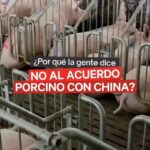 Liz Solari Instagram - Trascendió la noticia que el Gobierno avanza con el acuerdo porcino con China. ¿Sabias que la peste porcina sigue castigando a China y a los paises que importaron el modelo de mega granjas de cerdos? Argentina dice NO al #AcuerdoPorcinoConChina Por favor FIRMA y compartí nuestra petición LINK EN MI BIO 🙏🏻🐷🌱🌎 . The news broke that the Argentinian Government is going ahead with the #PigDealWithChina. Did you know that swine fever continues to plague China and the countries in which they’ve built industrial pig farms to import meat on a mass scale? Breaking news! The Argentinian Government is going ahead with the #PigDealWithChina. Argentina says NO to the #PigDealWithChina Please SIGN and share our petition, direct LINK IN BIO. 🙏🏻🐾✨🌱🌎 @cherchevalier_author @pawslawuk @clegg.judith @smileymindskids @plantbasednews @change_ar #Repost @change_ar with @make_repost ・・・ MÁS DE MEDIO MILLÓN DE FIRMAS ✊ Desde que el gobierno anunció un posible acuerdo porcino con #China, @liz_solari inició una petición que lleva recolectadas más de 500.000 firmas en contra de este proyecto. ⠀⠀⠀⠀ 🐖 "En China están sufriendo brotes de Peste Porcina Africana que surgió entre el 2018 y 2019 (PPA), la misma está arruinando los medios de vida de muchos pequeños granjeros y sacrificando la vida de aproximadamente 400 millones de cerdos, que han decidido enterrar vivos." Dice en su petición ⠀⠀⠀⠀ 👉 La lucha continúa, y vos ¿ya firmaste?, si no lo hiciste, ingresá en nuestras historias y firmá ahora. #GoVegan
