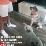 Liz Solari Instagram - Si amas a los perros y comes chanchos necesitas repensar tus valores. No necesitamos comer animales. Una dieta sin violencia y llena de vida y sanacion te espera. #govegan #Repost @animalsabove with @make_repost ・・・ Don’t call yourself an animal lover, justice seeker and peace promoter if you love your dog while chewing on flesh of murdered pigs, cows, chicken, goats, lambs, fish … 💔 . Video credits: Claudio Sun Video repost via: @lebanesevegans . . #repost #vegan #veganmemes #meatfree #vegansoftheworld #pigsofinstagram #dairyfree #endspeciesism #animallovers #dogsofinsta #crueltyfree #vegangirl #loveallanimals #veganlife #animalrights #vegansofig #veganrecipes #plantbased #ecofriendly #stopanimalabuse #vegano #veganism #kindnessmatters #animalcrueltyfree