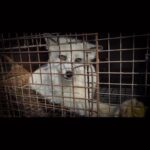 Liz Solari Instagram - Con uds el video musical “Rescatame”. El mismo fue creado por @moby con imagenes de el documental @slay.film exponiendo como la Industria Fashion abusa y explota animales. Ya podes ver SLAY en @amazon y de forma gratuita en @waterbearnetwork Es hora de despertar, de consumir de forma conciente por el bien de todos. 🙏🏻🎬🔥 #Repost @slay.film with @use.repost ・・・ Snippet of “Rescue Me” official music video by @moby featuring footage from SLAY, addressing the continuing abuse of animals by the fashion industry. With thanks to @onevoiceanimal @panospictures @association_l214 for additional footage and @andrewskowron for @slay.film Watch SLAY for free on @waterbearnetwork and soon on iTunes and Amazon #slayfilm #whatshouldiwearinstead