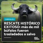 Liz Solari Instagram - ¡Más de mil búfalos fueron trasladados en un rescate histórico! 🐃 🙏 Gracias a una recaudación de fondos global con gran apoyo popular y el trabajo de los santuarios de animales brasileños @ahimsa.santuariovaledarainha y @ranchodosgnomos , se logró el traslado de los búfalos. ⚖️ Justo a tiempo, antes de que se cumpla el plazo de 90 días otorgado por la Justicia para que los animales sean retirados de la granja, todos están a salvo. 💵 Los santuarios necesitan donaciones para la comida, recuperación y atención médica de estos animales y están recaudando el dinero desde el link de sus biografías. 💭 Y vos, ¿donarías para ayudar a los búfalos a vivir su nueva vida? #LeySintientes #Rescate #Animales . More than a thousand buffalo were transferred as part of a historic rescue! 🐃 🙏 Thanks to global fundraising with great popular support and the hard work of Brazilian animal sanctuaries @ahimsa.santuariovaledarainha and @ranchodosgnomos , the buffaloes were successfully relocated. ⚖ Just in time, before the 90-day deadline granted by Justice for the animals to be removed from the farm, they are all safe. 💵 The sanctuaries still need donations for food, recovery, and medical care for these animals. You can see the information in their bios. 💭 Would you donate to help the buffaloes have a decent new life? #SentientLaw #Rescue #Animals