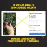 Liz Solari Instagram - Hey @mercadolibre.arg es hora de dejar de intermediar la venta de los animales como si fueran cosas en su plataforma. Son seres sintientes, concientes. No sean más complices del cruel y oscuro negocio de la industria de venta de cachorros de raza. 🙏🏻❤️🐾 @voicot @difusionv @leysintientes #liberacionanimal #AdoptaNoCompres #MercadoLibreArgentina #LeySintientes