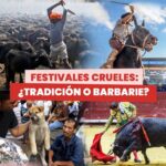 Liz Solari Instagram - ¿TRADICIÓN O VIOLENCIA? 🤚🏻 ¿Sabías que cientos de miles de animales en todo el mundo son torturados y asesinados en nombre de la cultura y la tradición? Estas crueles y perversas costumbres se celebran cada año y se hallan arraigadas en distintos rincones del mundo. Si bien algunas prácticas de maltrato animal se han prohibido en los últimos años gracias a la presión de organizaciones a favor de los derechos de los animales y activistas, y a una mayor sensibilización por parte de la población, resulta URGENTE cambiar los paradigmas culturales para dejar de someter y hostigar a los animales en nombre de la cultura. ¿Y vos qué pensas? ✍️ Te pedimos que firmes y compartas la petición de #LeySintientes en change.org/leysintientes para que todos los animales sean declarados sintientes y sujeto de derecho en Argentina. #Cultura #Tradicion #SintienciaAnimal #DerechosAnimales . CRUEL FESTIVALS: TRADITION OR VIOLENCE? 🤚🏻 Did you know that hundreds of thousands of animals are tortured and murdered around the world in the name of culture and tradition? These cruel and deep-rooted practices are celebrated every year in the four corners of the world. While some animal abuse practices have recently been banned thanks to the influence of multiple animal NGOs and activists and increased people’s awareness, it is URGENT to change cultural paradigms and stop animal cruelty and abuse in the name of culture. ✍ Please, sign and share the #SentientLaw petition at change.org/leysintientes so that all animals are declared sentient and subject to law in Argentina. #Culture #Tradition #AnimalSentience #AnimalRights
