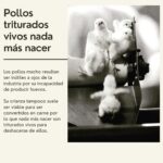 Liz Solari Instagram - 5 verdades incómodas sobre la #industriacarnica que no te cuentan los anuncios. ¿Cual te impacto más? Gs @maiteirulegi 🙏🏻🌱🐾 #plantbased #govegan #sevegano #amoranimal #animales #masamor