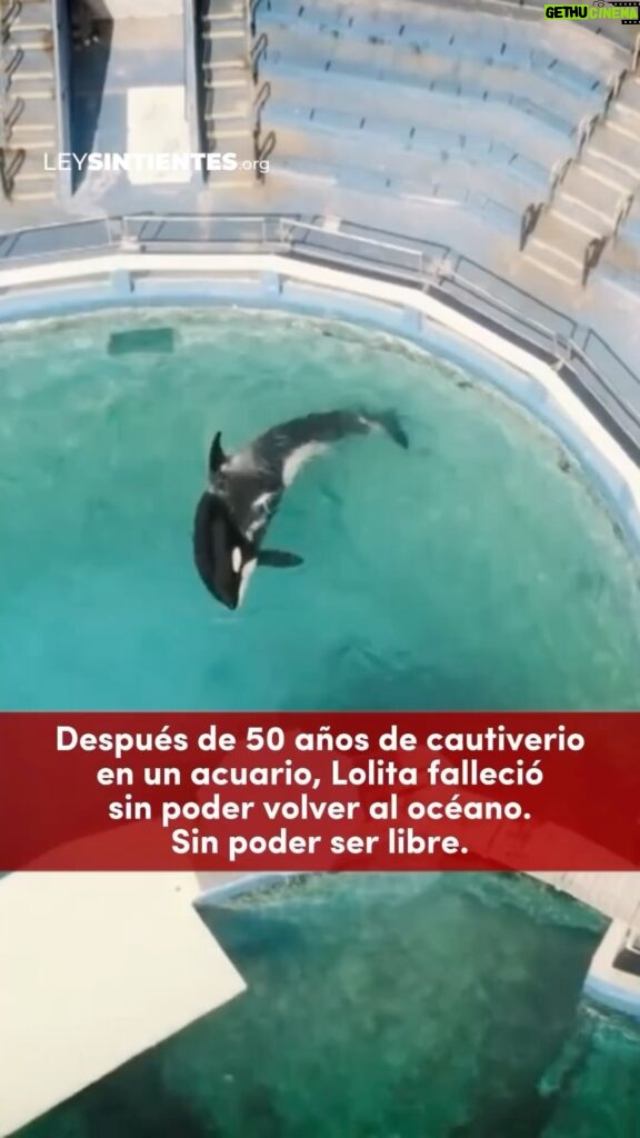 Liz Solari Instagram - Que el sacrificio de Lolita no sea en vano. 🙏🏻💔🐾 POR FAVOR tómate 1 minuto y firmá la petición en www.leysintientes.org (Link directo en Bio de @leysintientes) Como Lolita, la gran mayoría de los animales en la tierra son tratados como COSAS, viven explotados en zoológicos, acuarios, circos, granjas y jaulas y más. Y mueren por la ceguera y el egoísmo humano. Es momento de hacer la conexión. SEAMOS LA GENERACION QUE TERMINE CON LA EXPLOTACION ANIMAL Y QUE RESPETE Y PROTEJA TODOS LOS ANIMALES. Cambiemos la historia juntos. ✍️ Firmá la petición de #LeySintientes para que sean declarados sintientes y sujeto de derecho en Argentina. Link en bio. May #Lolita’s sacrifice not be in vain. 🙏🏻💔🐾 Like Lolita, the vast majority of animals on earth are treated as OBJECTS, living exploited in zoos, aquariums, circuses, farms and cages and more. They are being killed because of human blindness and egoism. It’s time to make the connection! Let’s be the generation that embraces the paradigm of respecting and protecting ALL animals. Let’s change history together! ✍️ Sign #SentientLaw petition so animals are declared sentient and subject to law in Argentina. #OrcaLolita #DerechosAnimales #SintienciaAnimal #AnimalRights #AnimalSentience