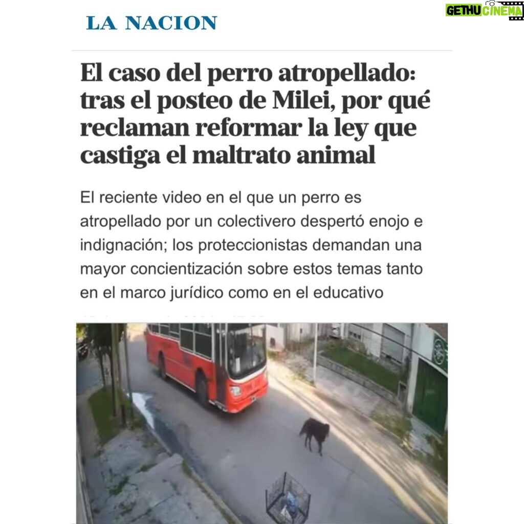 Liz Solari Instagram - Gracias @lanacioncom por abrir el espacio para hablar de la URGENCIA de mejorar sustancialmente la Ley 14.346 y de que el proyecto de #LeySintientes SEA LEY, a raíz del terrible caso de la perrita Emilia que fue asesinada atropellada por un colectivero. Etiquetá a @javiermilei y pedile que apoye @leysintientes para proteger a los animales. 🙌🏽❤️😍 LEY SINTIENTES busca dar un paso histórico en Argentina modificando el Código Civil y Comercial para sacar de la categoría de “cosas” a todos los animales y así declararlos sintientes y sujeto de derecho. 🙏🐾 📰 Lee la nota completa en nuestra WEB en la sección de PRENSA: leysintientes.org Nota: @vickymenghini Y POR FAVOR, firmá y compartí nuestra petición en change.org/leysintientes para ayudarnos a llegar a 1 millón de firmas. #Argentina #Animales #DerechosAnimales #LeySintientes We thank @lanacioncom for discussing the URGENT need to make the #SentientLaw a reality in Argentina, following the tragic case of Emilia, the dog who was killed by a bus driver. #SENTIENTLAW aims to make a historic change by amending Argentine Civil and Commercial Code to take all animals out of the category of “objects” and declare them sentient beings and subject to law. 🙏🐾 📰 Read the full article on our WEBSITE in the PRESS section: leysintientes.org PLEASE, sign and share our petition at change.org/leysintientes to help us reach 1 million signatures. #Animals #AnimalRights #AnimalSentience