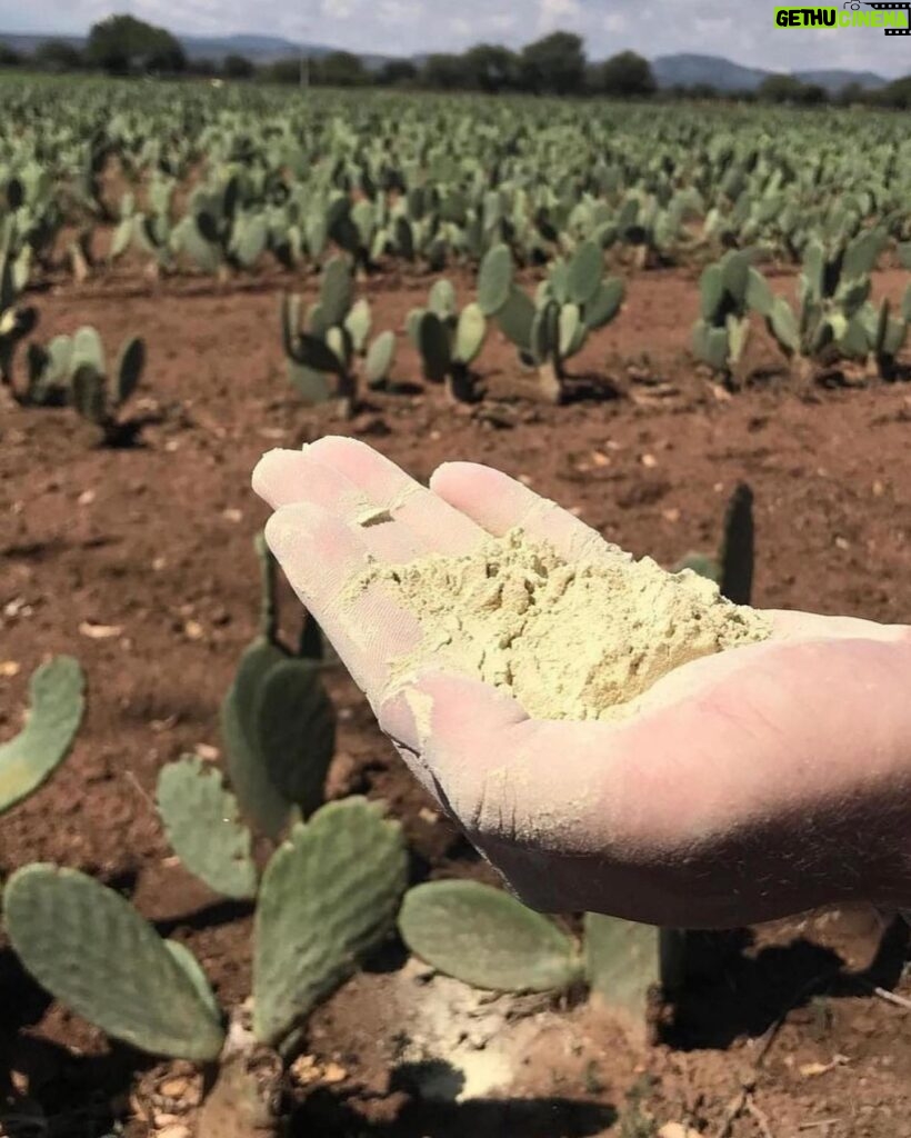 Liz Solari Instagram - FeLiz con mi tapa @lofficielarg vestida con cuero de cactus. 🌵💃📸 ‘El uso y consumo de materiales hechos a base de plantas en la Industria Fashion es el camino para salvar la vida de millones de animales y reducir significativamente la contaminación y la deforestación en la Tierra. Como consumidores tenemos una gran responsabilidad. Debemos consumir menos, y asegurarnos que no implique crueldad en otros seres’ Los invito a leer mi entrevista completa y a ver el Documental SLAY @slay.film para informarse sobre el gravisimo impacto del uso de materiales obtenidos de la explotación de animales’ Acceso directo en mi bio y en mi web www.lizsolari.net 🤍 Gracias a todo el gran equipo 🤩 @madametorrejon Fotografías: @gastonpaci Cover Look @milagrospereda Estilismo: @delfina_tulli. Maquillaje: @rikivalles. Peinado: @galosapaia para @_nichestudio con productos @Schwarzkopfpro.arg. Asistente de estilismo: Sofía Perez Millán. Asistente de fotografía: @natashaventuriero. Posproducción: @bruleretouch. Entrevista: @delfinakrusemann. #GoVegan #Cuero #Pieles