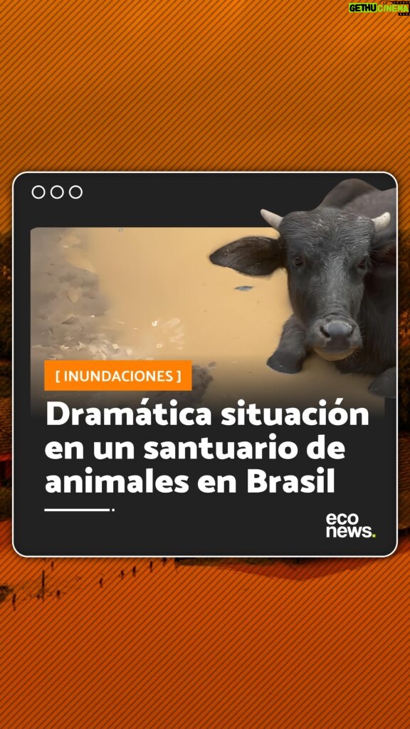 Liz Solari Instagram - 🇧🇷 Las inundaciones en Brasil siguen afectando a los animales. El santuario Vale da Rainha, que da hogar y protege a más de mil animales, atraviesa grandes problemas. 😔 Por las fuertes lluvias e inundaciones, la tierra quedó inundada dejando sin pastizales a cientos de búfalos. 🐃 🙏 Ahora el santuario está necesitando ayuda para recaudar fondos para poder alquilar una nueva área y transportarlos para poder salvarlos. 👉 Podés donar en el link que se encuentra en la biografía del santuario @ahimsa.santuariovaledarainha 💭 ¿Donarías para sacar a estos animales de peligro? #Brasil #Animales #Sintientes . 🇧🇷 Floods in Brazil are still affecting animals. The Vale da Rainha animal sanctuary, that houses and protects more than a hundred animals, is going through a tough time. 😔 The relentless rains and flooding have submerged the sanctuary’s grounds, leaving hundreds of buffaloes without access to pastures. 🐃 🙏 Now, the sanctuary needs help to raise funds to rent a new space and relocate the animals to ensure their survival. 👉 You can donate by clicking on the link in the sanctuary’s bio: @ahimsa.santuariovaledarainha 💭 Would you donate to rescue these animals from imminent danger? #Brazil #Animals