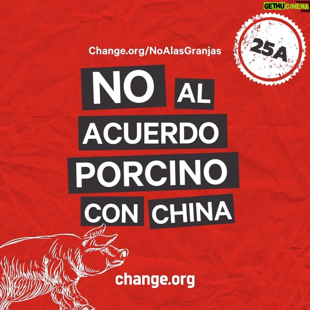 Liz Solari Instagram - NO ES NO. Hace un año Argentina dice #NoAlAcuerdoPorcinoConChina Somos cientos de miles los que activamos y millones los que nos oponemos. Decimos ¡No en el Chaco, No en Argentina! Sumate a la manifestación en la Embajada de China mañana 25 Agosto 14 a 18 hs. Firma y compartí mi petición link en Bio ✊🏼 @change_ar - It’s been a Year We say No to the #PigDealWithChina Pleae join us tomorrow - Meeting point Chinese Embassy in Argentine - 14 pm to 18 pm - 🗣❤️✨ Sign & Share Petition 👉🏽 Link in Bio 🙏🏻🐽💪🏾