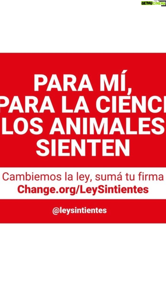 Liz Solari Instagram - ¡Llegando al Congreso! Por los animales. I know, Science knows, we ALL know ANIMALS FEEL. Sign and share our petition @leysintientes @leysintientes #NoMasTas #LeySintientes