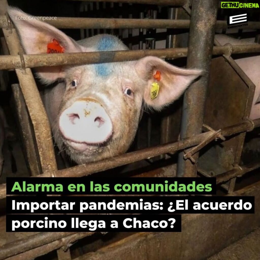 Liz Solari Instagram - NO ES NO. Hace un año Argentina dice #NoAlAcuerdoPorcinoConChina Somos cientos de miles los que activamos y millones los que nos oponemos. Decimos ¡No en el Chaco, No en Argentina! Sumate a la manifestación en la Embajada de China mañana 25 Agosto 14 a 18 hs. Firma y compartí mi petición link en Bio ✊🏼 @change_ar - It’s been a Year We say No to the #PigDealWithChina Pleae join us tomorrow - Meeting point Chinese Embassy in Argentine - 14 pm to 18 pm - 🗣❤️✨ Sign & Share Petition 👉🏽 Link in Bio 🙏🏻🐽💪🏾