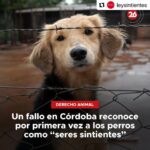 Liz Solari Instagram - #Repost @leysintientes with @use.repost ・・・ 📣 FALLO HISTÓRICO EN ARGENTINA CORDOBA ESTABLECIÓ QUE LOS PERROS SON SERES SINTIENTES 🙏🏻❤️🐾🥳 “El fallo significó un nuevo aporte al desarrollo progresivo jurisprudencial en torno a los animales, que paulatinamente, deconstruye las bases antropocéntricas del ordenamiento jurídico." Suma tu firma para que todos los animales sean considerados sintientes en Argentina. Encontra nuestra petición en bio 🙏✍️❤️ 📣 Historical legal ruling in Argentina: Cordoba established that dogs are sentient beings. 🙏❤️🐾✍️🥳 "The ruling meant a new contribution to the progressive jurisprudential development around animals, which gradually deconstructs the anthropocentric bases of the legal system." Sign and share our petition for all animals to be condisered sentient in Argentina. Link in Bio 🙏❤️✍️ @cherchevalier_author @clegg.judith @smileymindskids #leysintientes #sentientlaw #derechosanimales #noticias #news