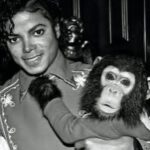 Loni Love Instagram - Bubbles (born 1983) is a chimpanzee once kept as a pet by MJ.. at that time they were inseparable. _____________________________________________________ But by 2003, Bubbles had matured into a large and aggressive adult chimpanzee unsuitable as a pet, like many captive chimpanzees, and was sent to a California animal trainer. When the trainer closed his operation in 2004, Bubbles was moved to the Center for Great Apes, a sanctuary in Wauchula, Florida, where he has lived since 2005. In 2023 Bubbles celebrated his 40th birthday! _____________________________________________________The Micheal Jackson Estate covers the annual cost of around 17k to care for Bubbles. Thxs. @richeisenshow