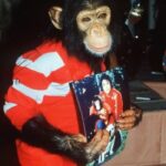 Loni Love Instagram - Bubbles (born 1983) is a chimpanzee once kept as a pet by MJ.. at that time they were inseparable. _____________________________________________________ But by 2003, Bubbles had matured into a large and aggressive adult chimpanzee unsuitable as a pet, like many captive chimpanzees, and was sent to a California animal trainer. When the trainer closed his operation in 2004, Bubbles was moved to the Center for Great Apes, a sanctuary in Wauchula, Florida, where he has lived since 2005. In 2023 Bubbles celebrated his 40th birthday! _____________________________________________________The Micheal Jackson Estate covers the annual cost of around 17k to care for Bubbles. Thxs. @richeisenshow