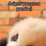 Loni Love Instagram – Just call me Loni Panda Love…. Thxs #Repost @wildlifeuncaged 
Send this to someone who’s a panda😂

#discoverearth #discoverglobe #ourplanet
⁣⁣⁣⁣#panda #pandalife