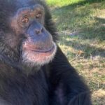 Loni Love Instagram - Bubbles (born 1983) is a chimpanzee once kept as a pet by MJ.. at that time they were inseparable. _____________________________________________________ But by 2003, Bubbles had matured into a large and aggressive adult chimpanzee unsuitable as a pet, like many captive chimpanzees, and was sent to a California animal trainer. When the trainer closed his operation in 2004, Bubbles was moved to the Center for Great Apes, a sanctuary in Wauchula, Florida, where he has lived since 2005. In 2023 Bubbles celebrated his 40th birthday! _____________________________________________________The Micheal Jackson Estate covers the annual cost of around 17k to care for Bubbles. Thxs. @richeisenshow