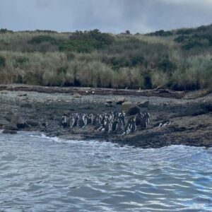 Loreto Aravena Instagram - Bahía Ainsworth e Islotes Tuckers en la Patagonia Chilena 🏔️
Con mi compañera de trekking @hildadelourdessot y los pingüinos de Magallanes 🐧 y el infaltable arcoíris