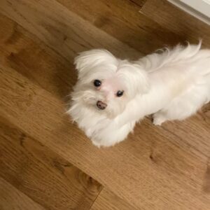 Lourdes Stephen Instagram - Ay mi Coco linda ! Cuánto te voy a extrañar! Gracias por 17 años maravillosos, gracias por tantos momentos especiales, por vivir la vida conmigo, a mi lado…por secar mis lágrimas y por bailar conmigo. Mi gordis, mi mami linda, mi raspadito de Coco. Siempre te amaré. 🖤
