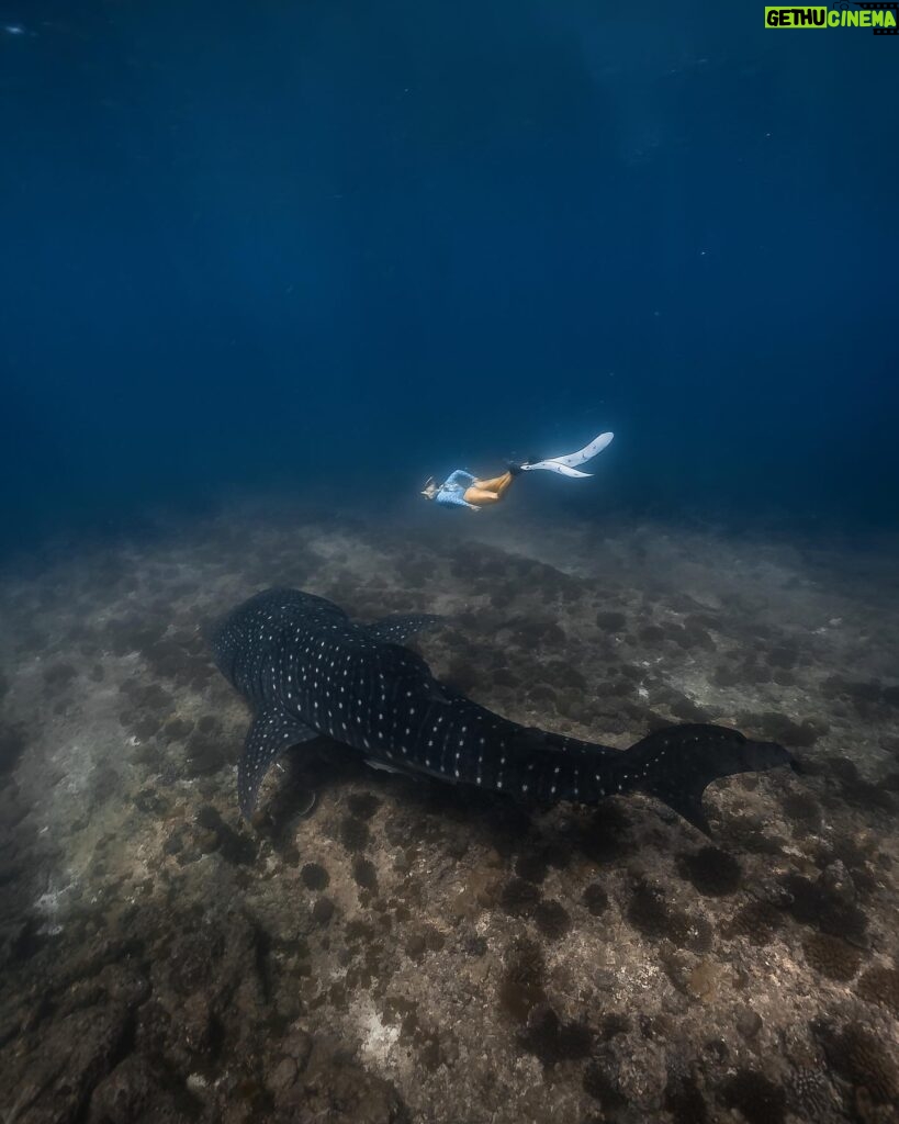 Lucie Donlan Instagram - Swimming with the biggest fish in the ocean..💙 This is a dream come true to swim with this beautiful creature, the way it accepts you and allows you to swim alongside was a magical moment..🥺 Would you swim with a whale shark? 📍 @kandu 📸 @nazykko