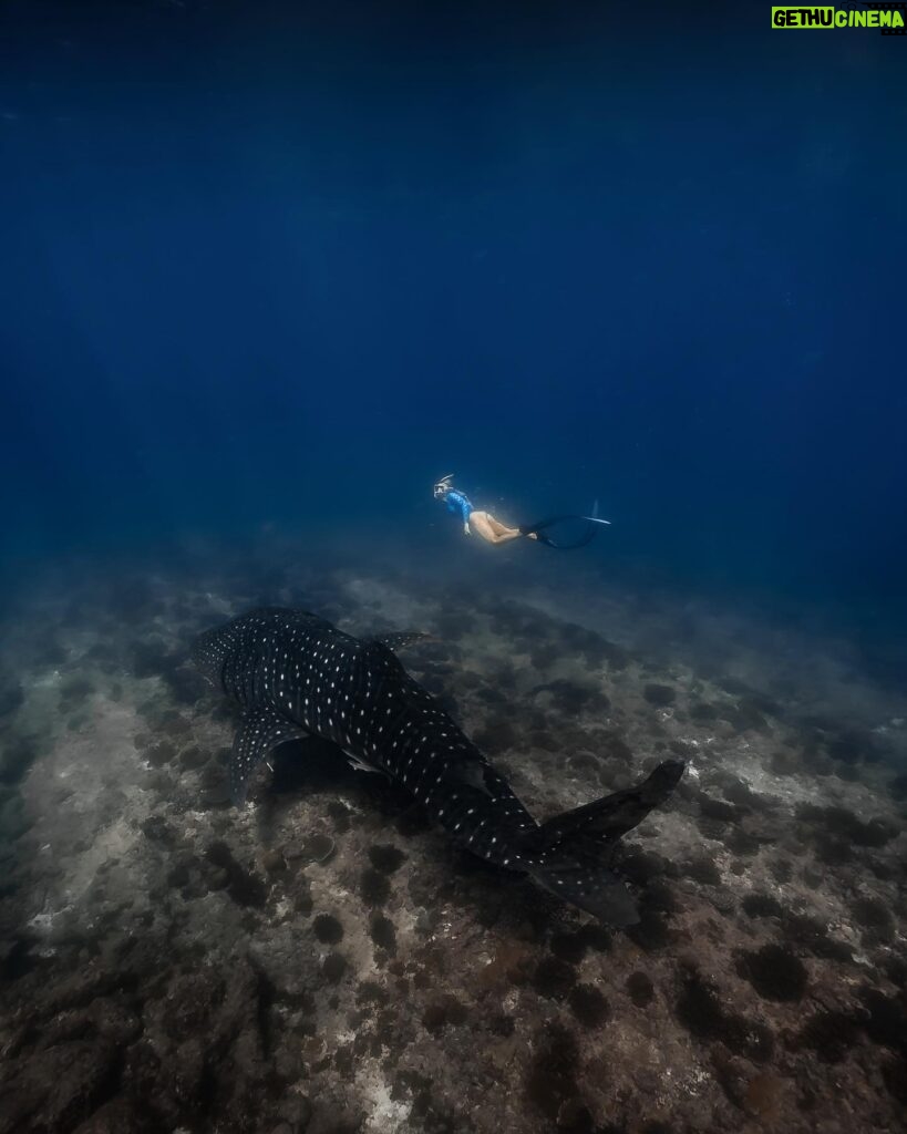 Lucie Donlan Instagram - Swimming with the biggest fish in the ocean..💙 This is a dream come true to swim with this beautiful creature, the way it accepts you and allows you to swim alongside was a magical moment..🥺 Would you swim with a whale shark? 📍 @kandu 📸 @nazykko