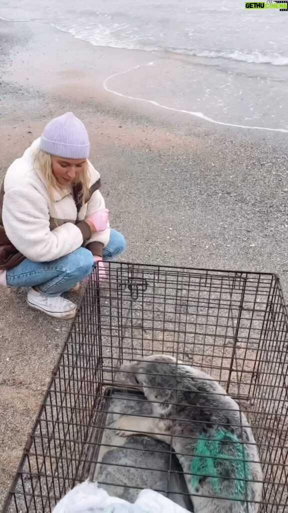 Lucie Donlan Instagram - Happy, healthy seal pup re-location with @bdmlr_uk 🦭 #marinemedic #BDMLR #marinemammalmedic #marinelife #cornwall