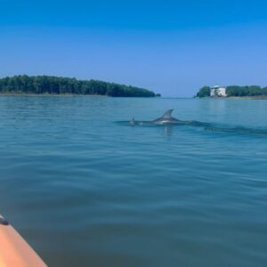 Lucie Donlan Instagram - Day 2 of the Alabama road trip and what can I say, it’s been the dreamiest day of kayaking, nature and sunsets. 🇺🇸🐬🌲

We drove from Mobile to Gulf Shores to kayak down the stunning Oyster Bay that connects to the ocean, so we were surprised by dolphins swimming beside the kayaks which was a moment to remember. 🐬

After the Kayaking trip, we then took a drive down to Orange Beach where we hung out on the long stretch of white sand beaches. I also enjoyed checking out the Flora-Bama Lounge with country music and drinks right on the beach. 

Then, we ended with this magical day watching the sun set across the beach.

@visittheusa @alabamatravel
#VisitTheUSA #SweetHomeAlabama 
AD