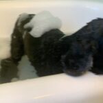 Lucy Davis Instagram - She pretends she hates it but I caught the wagging tail giveaway #dogbathtime