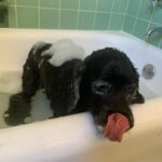 Lucy Davis Instagram - She pretends she hates it but I caught the wagging tail giveaway #dogbathtime
