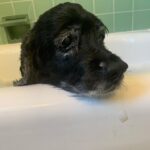 Lucy Davis Instagram - She pretends she hates it but I caught the wagging tail giveaway #dogbathtime