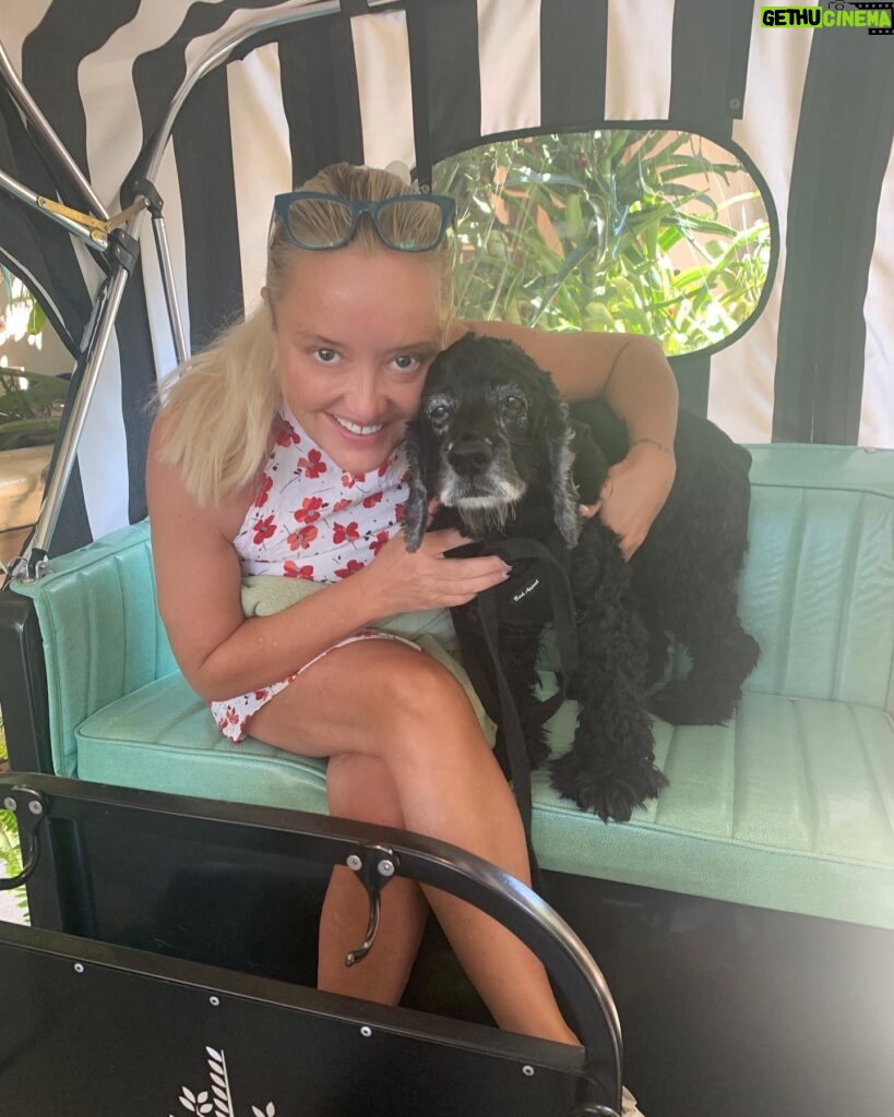 Lucy Davis Instagram - Gracie’s lunch at @fourseasons ! They treated her so kindly there and she was delighted with it all! Her little tail wagged continuously🙇‍♀️ #fourseasonsbeverlyhills