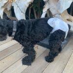 Lucy Davis Instagram - It’s that time now guys. Bc I like to take Gracie with me places, and bc she can’t always get outside in time now, I decided to be nappy mum (diaper, for all my American friends). It went well😂 She didn’t mind it being on at all. Fyi if you’re considering doing this, you need to make sure to keep them clean and dry and change the nappy regularly so they don’t get a rash! HAPPY HOLIDAYS!💃