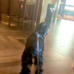 Lucy Davis Instagram - Gracie’s lunch at @fourseasons ! They treated her so kindly there and she was delighted with it all! Her little tail wagged continuously🙇‍♀️ #fourseasonsbeverlyhills
