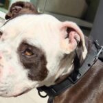 Lucy Davis Instagram - This beautiful pit was found by @seanmflynn last night, in Hollywood LA, tied to a pole on the street, with bone sticking out of his tail. So heartbreaking. We can’t find even a shelter to take him. He’s now at the vet getting evaluated for his condition and age etc. PLEASE PLEASE, if you know anywhere that we can take him so that he can get a chance at knowing that life can be good, please let me know in the comments, or dm @seanmflynn directly. Thanku so much to everyone who loves this misunderstood breed. One abused dog really does take a village. Thanku 🐾