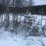 Lucy Davis Instagram - My first time seeing reindeer (no I’m not there rn!) Happy Christmas Eve everyone🎄 #finland