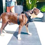 Lucy Davis Instagram - This beautiful pit was found by @seanmflynn last night, in Hollywood LA, tied to a pole on the street, with bone sticking out of his tail. So heartbreaking. We can’t find even a shelter to take him. He’s now at the vet getting evaluated for his condition and age etc. PLEASE PLEASE, if you know anywhere that we can take him so that he can get a chance at knowing that life can be good, please let me know in the comments, or dm @seanmflynn directly. Thanku so much to everyone who loves this misunderstood breed. One abused dog really does take a village. Thanku 🐾