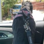 Lucy Davis Instagram - True story Also this is her favorite thing to do 🐶 💨 🌼 #dogsincarsgettingcoffee