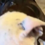Lucy Davis Instagram - This beautiful pit was found by @seanmflynn last night, in Hollywood LA, tied to a pole on the street, with bone sticking out of his tail. So heartbreaking. We can’t find even a shelter to take him. He’s now at the vet getting evaluated for his condition and age etc. PLEASE PLEASE, if you know anywhere that we can take him so that he can get a chance at knowing that life can be good, please let me know in the comments, or dm @seanmflynn directly. Thanku so much to everyone who loves this misunderstood breed. One abused dog really does take a village. Thanku 🐾