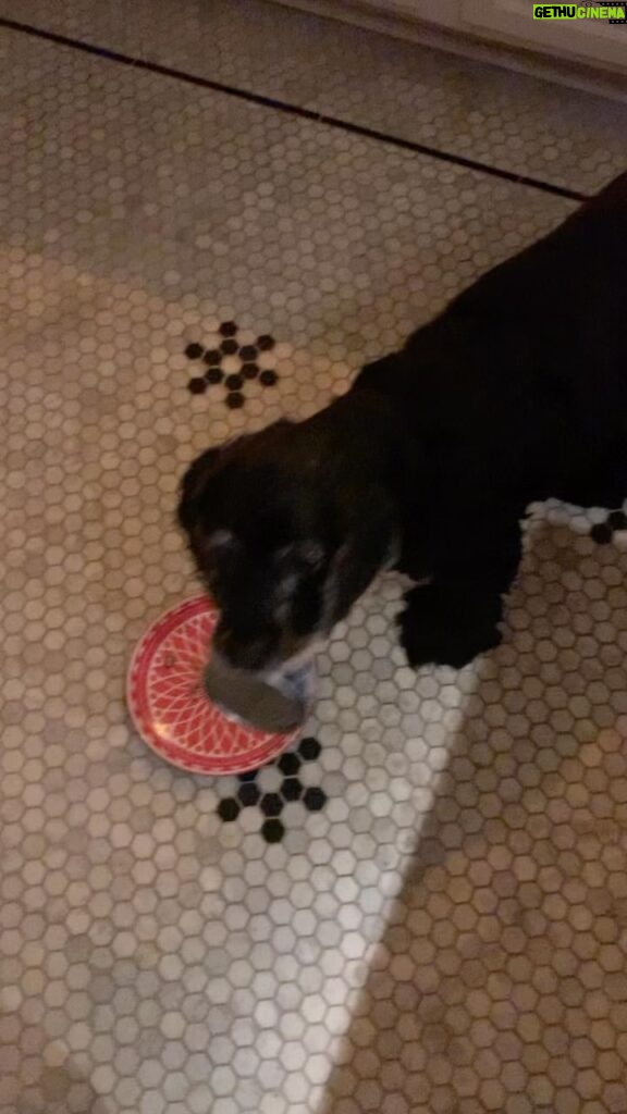 Lucy Davis Instagram - I finally wrestled it off her before bed last night but it was back again today. She normally loves eating the scraps off my plate, but alas, this trick didn’t work. You can see her wanting the scraps but not at the expense of Can. Kicking myself bc she’s always wanted a cat. Should have got a cat🤦‍♀️ #adventuresofgracieandcan