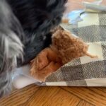 Lucy Davis Instagram - She used to rip thru her gifts like the devil! But age has really shown up this year. She still has interest in her presents but less motivation and energy to open them. Plus really she just loves the paper!🩷🩷🩷🎄 #chistmasfordogs
