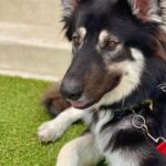 Lucy Davis Instagram - This is beautiful Rocky. He needs a wonderful home and has been with a foster for 10 months. But large dogs are much more difficult to adopt out. He’s so lovely, well trained, great with other dogs and loves adventures! He’s 2.5 yrs old and 86lbs of brilliant! Please go to @rachelweilpr for more info. AND PLEASE SHARE! Thank you!!🤍🩷🤍