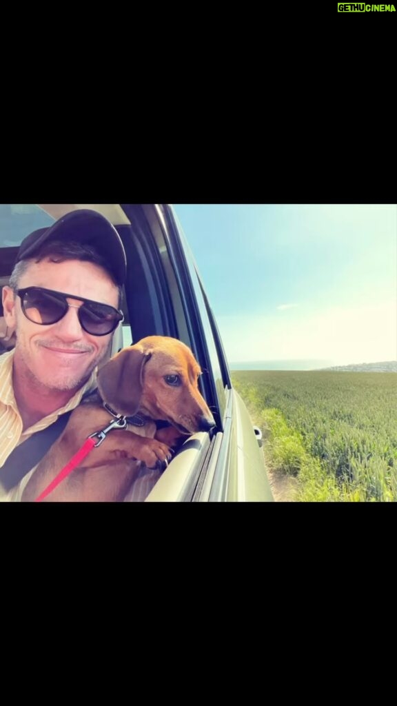 Luke Evans Instagram - Happy #internationaldogday Here’s a few doggies I’ve fallen in love with over the years ❤️🐶