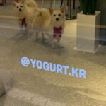 Luna Instagram - 유이언니 카페 응원하러 다녀옴🎶✨💫🧐 오마이갓 정말 맛이쬬.. 저 홀딱 반해버렸어요☺️ 단백하고 새콤달콤한 요거트 맛집🍑🥭🫐 두번 세번 갈테야🐶🐶 심지어 댕댕이 출입가능이라 우리 아가들과 아이보리랑 잘 지내길 바라며😂😂 #요거트맛집 #베리베리요거트 #후르츠요거트 강추!! #바닐라러떼 사랑해욤 우유 너무 담백하고 비율 최고✨✨ #요커리저브청담 @yokr_r_chungdam @2u2_0109 언니는 정말 최고야 사랑해💖 카페주소는 ✔️ 삼성동 25-9번지 삼성더하임 2차 1층 요커리저브 청담. 여러부운 올해도 수고 많아쨔요 우리 2024년도 힘내보아요! 해피해피뉴이어💖💖💖💖
