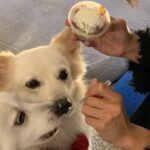 Luna Instagram - 유이언니 카페 응원하러 다녀옴🎶✨💫🧐 오마이갓 정말 맛이쬬.. 저 홀딱 반해버렸어요☺️ 단백하고 새콤달콤한 요거트 맛집🍑🥭🫐 두번 세번 갈테야🐶🐶 심지어 댕댕이 출입가능이라 우리 아가들과 아이보리랑 잘 지내길 바라며😂😂 #요거트맛집 #베리베리요거트 #후르츠요거트 강추!! #바닐라러떼 사랑해욤 우유 너무 담백하고 비율 최고✨✨ #요커리저브청담 @yokr_r_chungdam @2u2_0109 언니는 정말 최고야 사랑해💖 카페주소는 ✔️ 삼성동 25-9번지 삼성더하임 2차 1층 요커리저브 청담. 여러부운 올해도 수고 많아쨔요 우리 2024년도 힘내보아요! 해피해피뉴이어💖💖💖💖