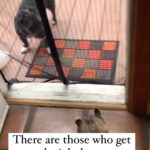 Lynn Toler Instagram - Personally I know that I am cat number one but I’m trying to become cat two. One who can get entertained by the mundane has greater access to happy. Mundane is, by definition, everywhere. Wouldn’t it be great if every mundane task you did had some element of #joy in it? The problem is, of course, how do you do it. You do it like this cat. Put a little something extra on it. It doesn’t have to be IG worthy either. Just some one dumb thing you like. My current efforts involved using a blowdryer to on the dust bunnies under the bed while listening to to George Benson’s Breezin’ The George Benson part was good but the blowdryer thing was both ineffective and ill advised. Live and learn. #cats #catsofinstagram Shoutout @hellodutch